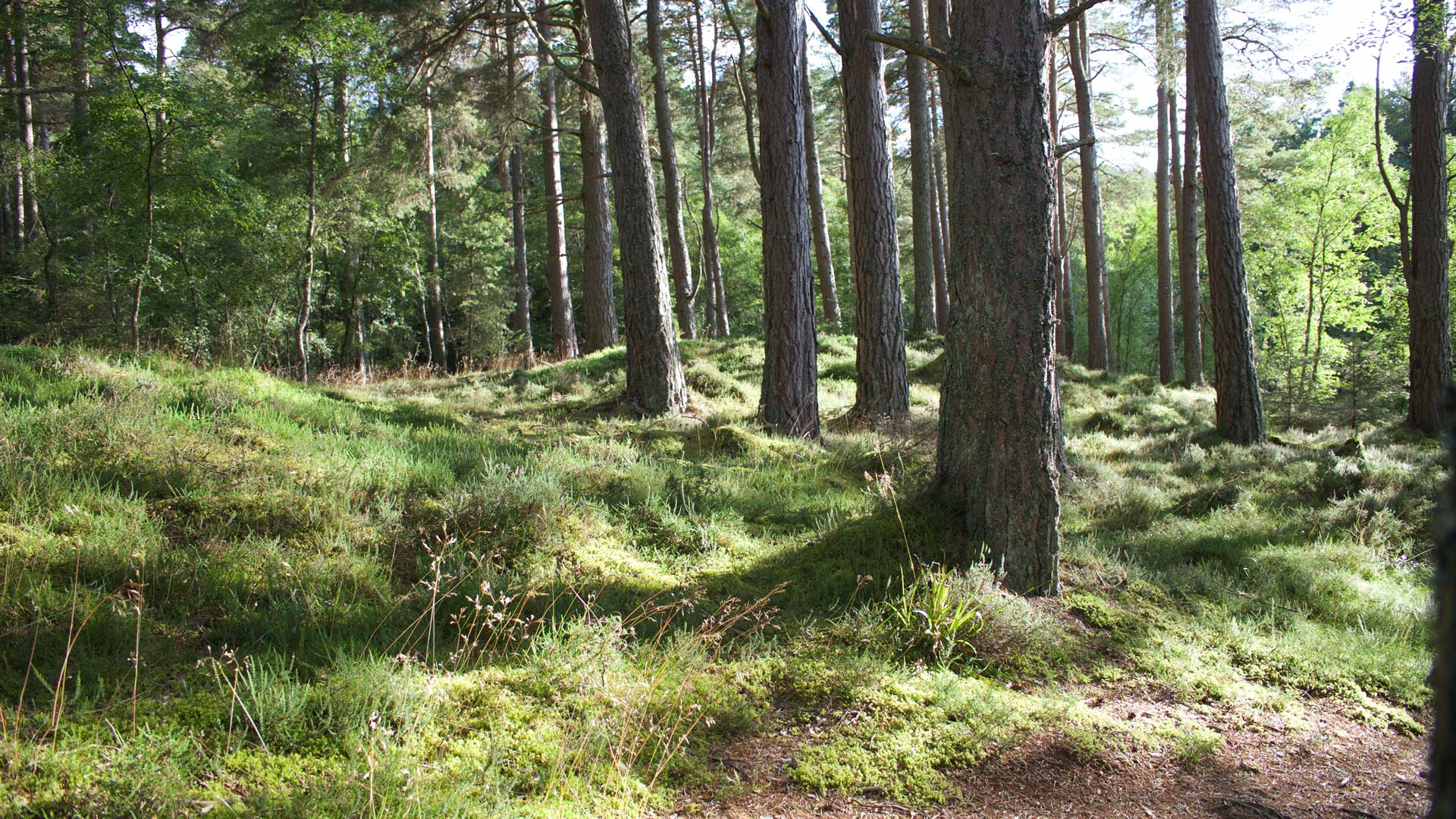 Symbolbild gemischter Wald in Hamm.